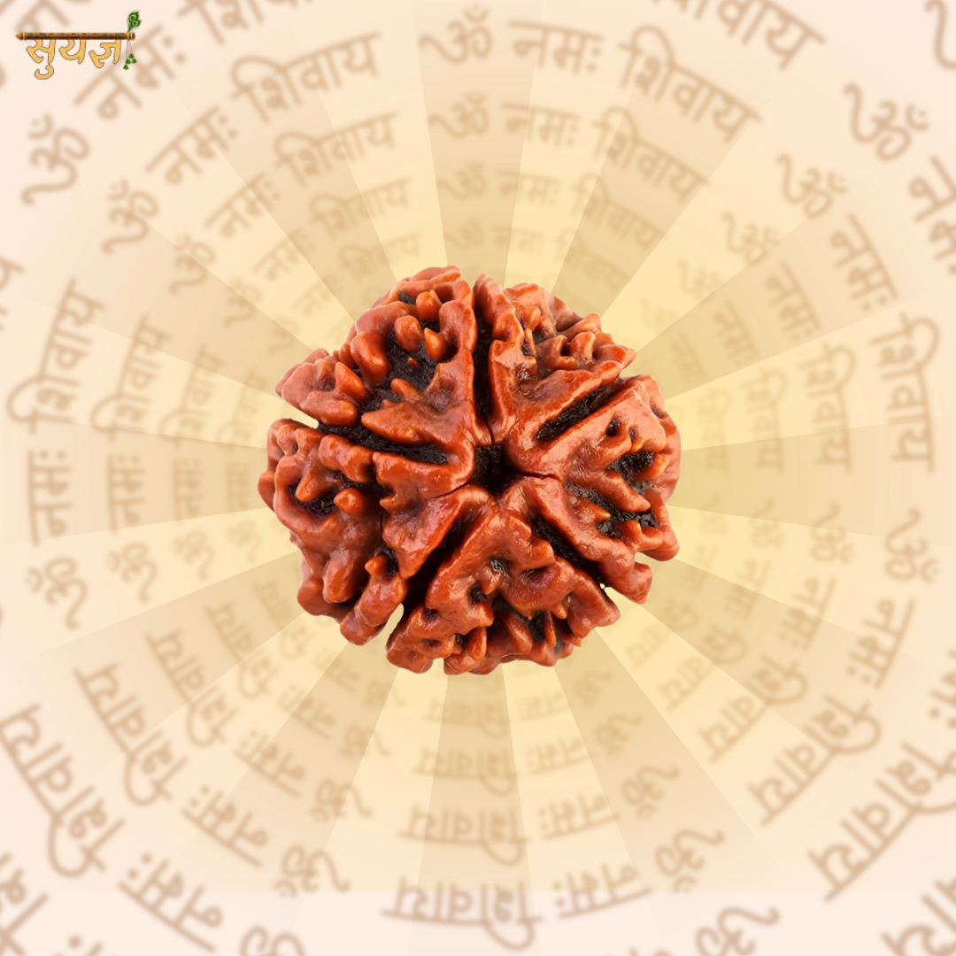5 (मुखी) Faces Rudraksh (Premium)