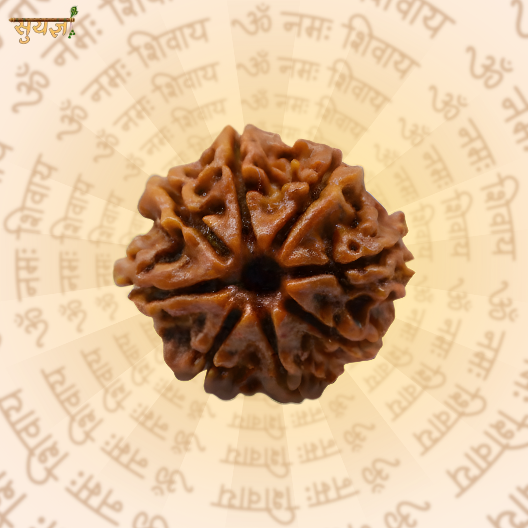 8 (मुखी) Faces Rudraksh (Super)