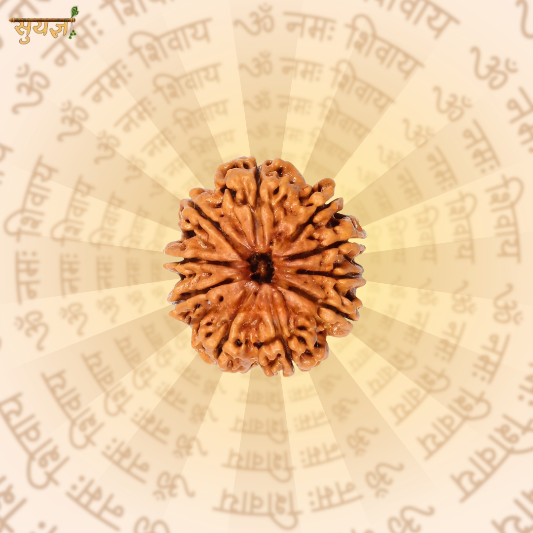 10 (मुखी) Faces Rudraksh (Super)