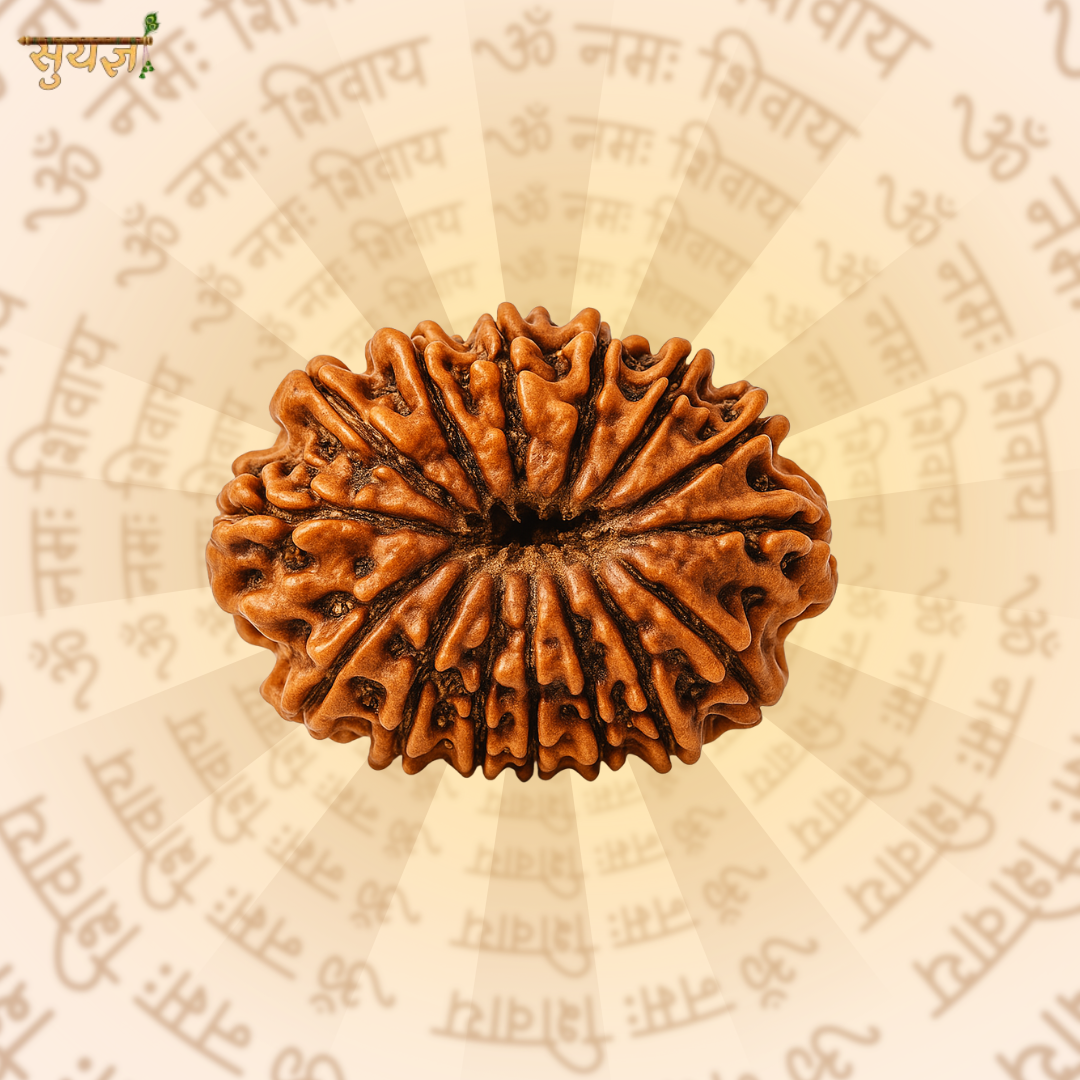 14 (मुखी) Faces Rudraksh (Super)