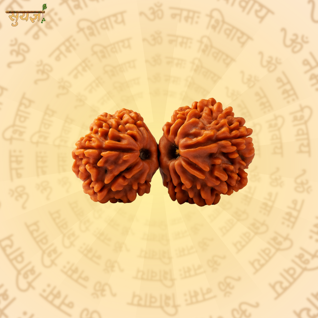 Shri Gauri Shankar Rudraksh (Premium)